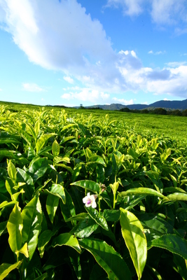 east africa, picture 10: nyungwe tea. click on the image to go to the next picture